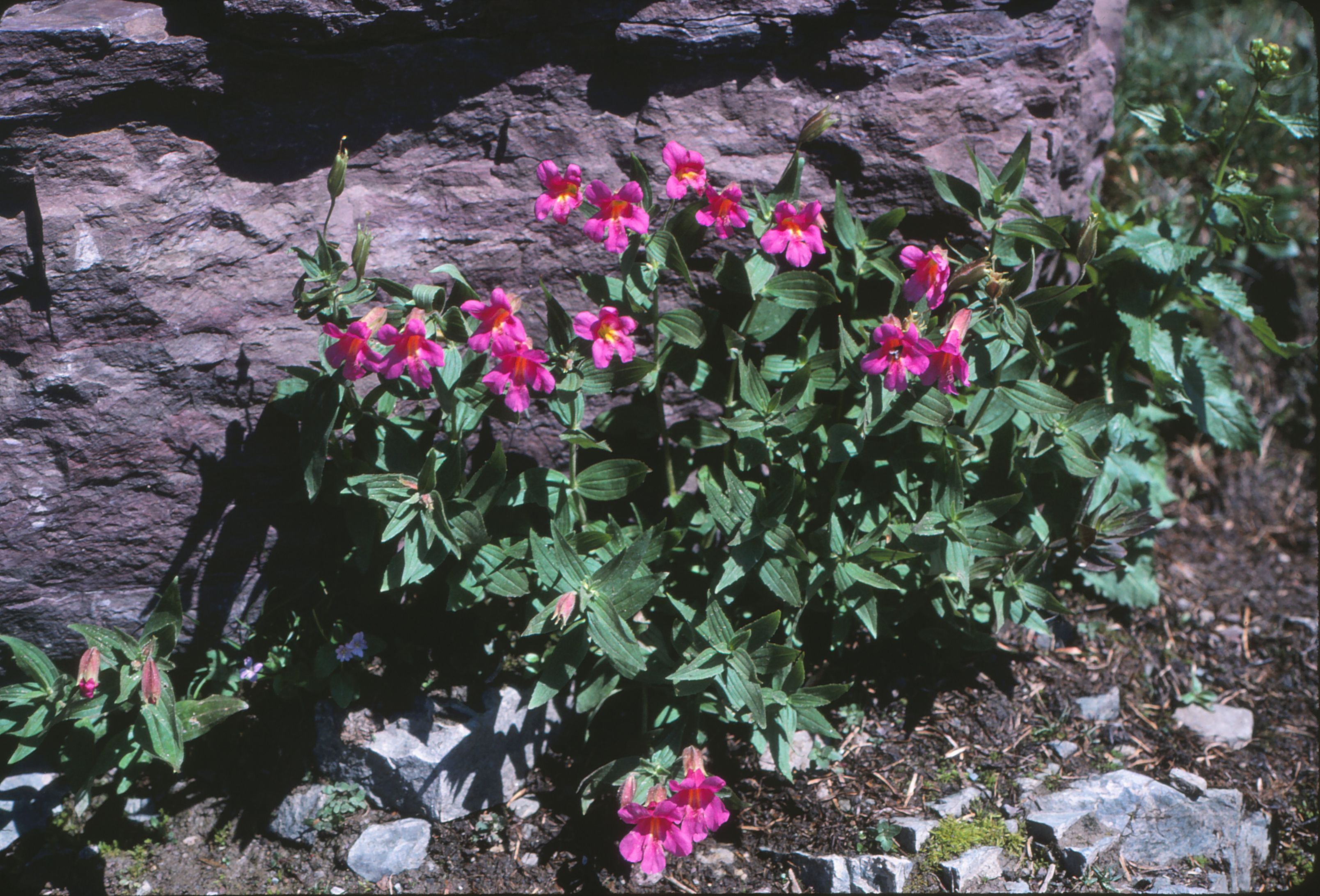 Mimulus