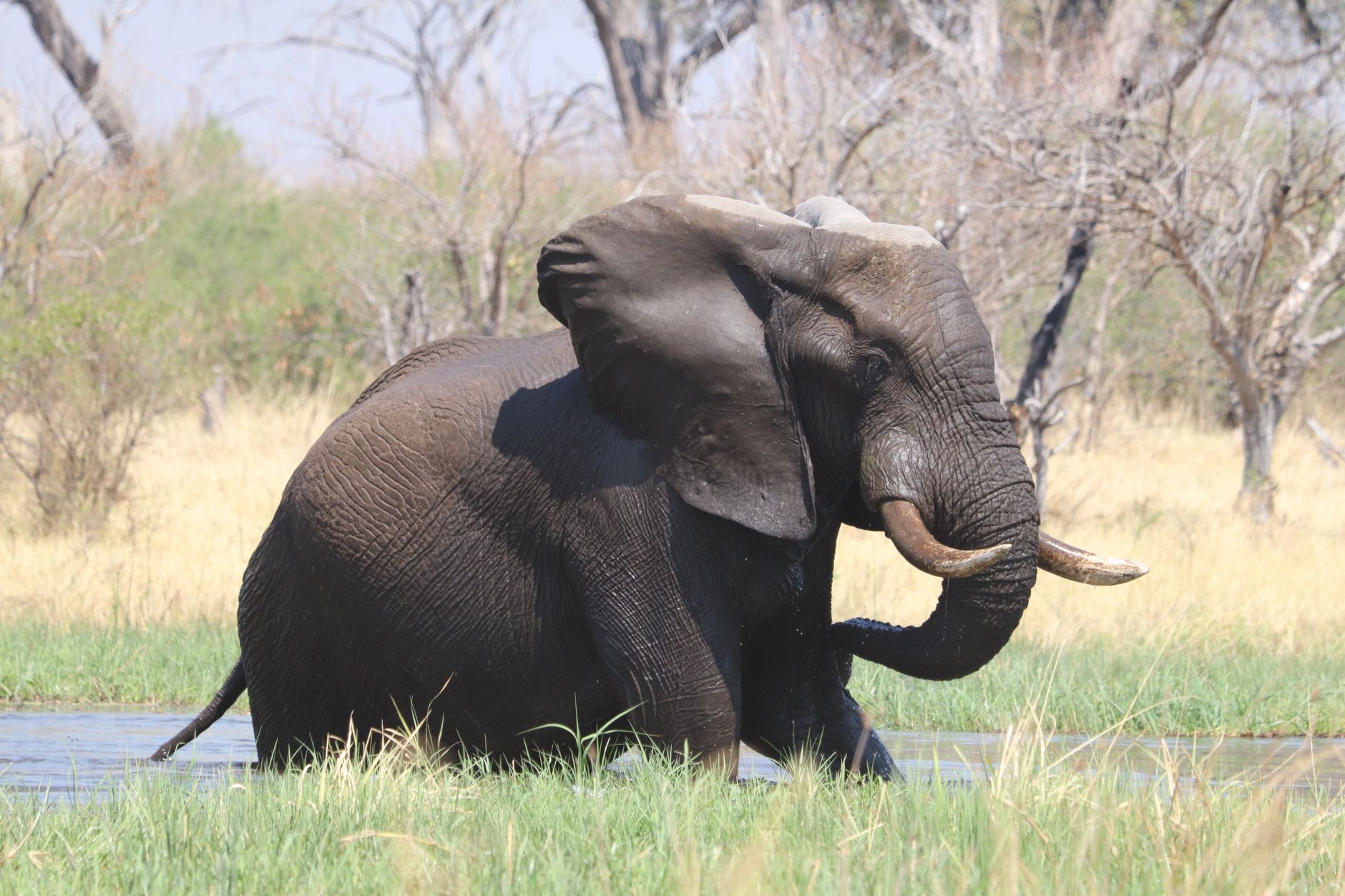 Chobe