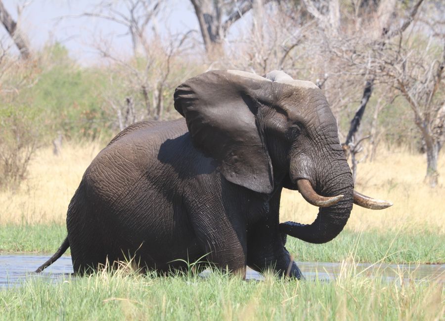 Majestic African elephant enjoying water in a wild savannah setting.