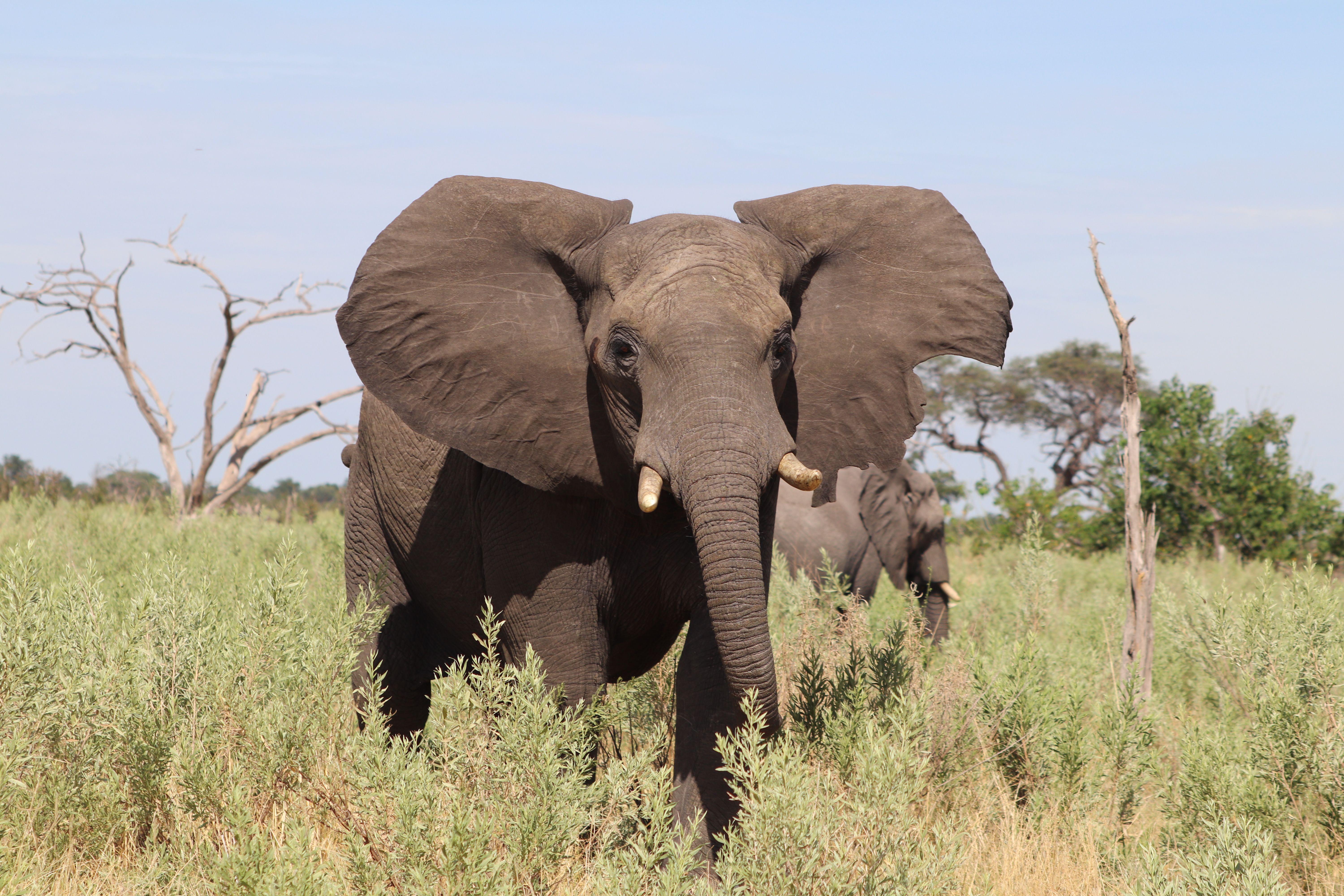 African Elephant
