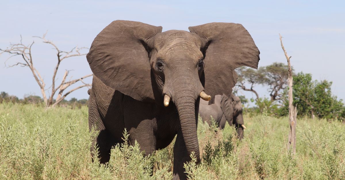 Viajero con eSIM para Botsuana durante un safari en el delta del Okavango