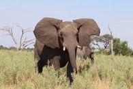 Close-up of African elephants in their natural habitat on a sunny day.