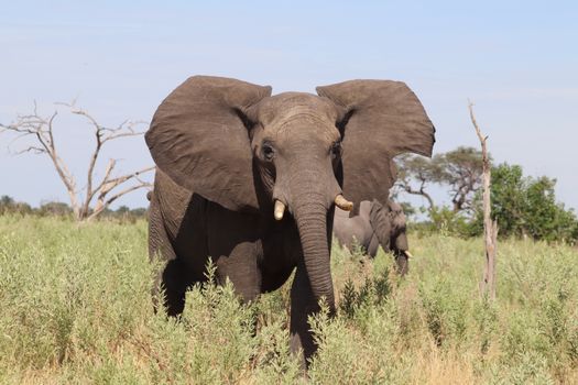 Hwange elephant safari extension — Victoria Falls