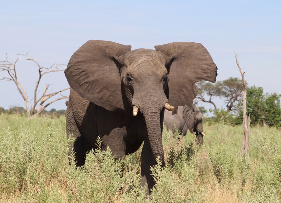 Close-up of African elephants in their natural habitat on a sunny day.
