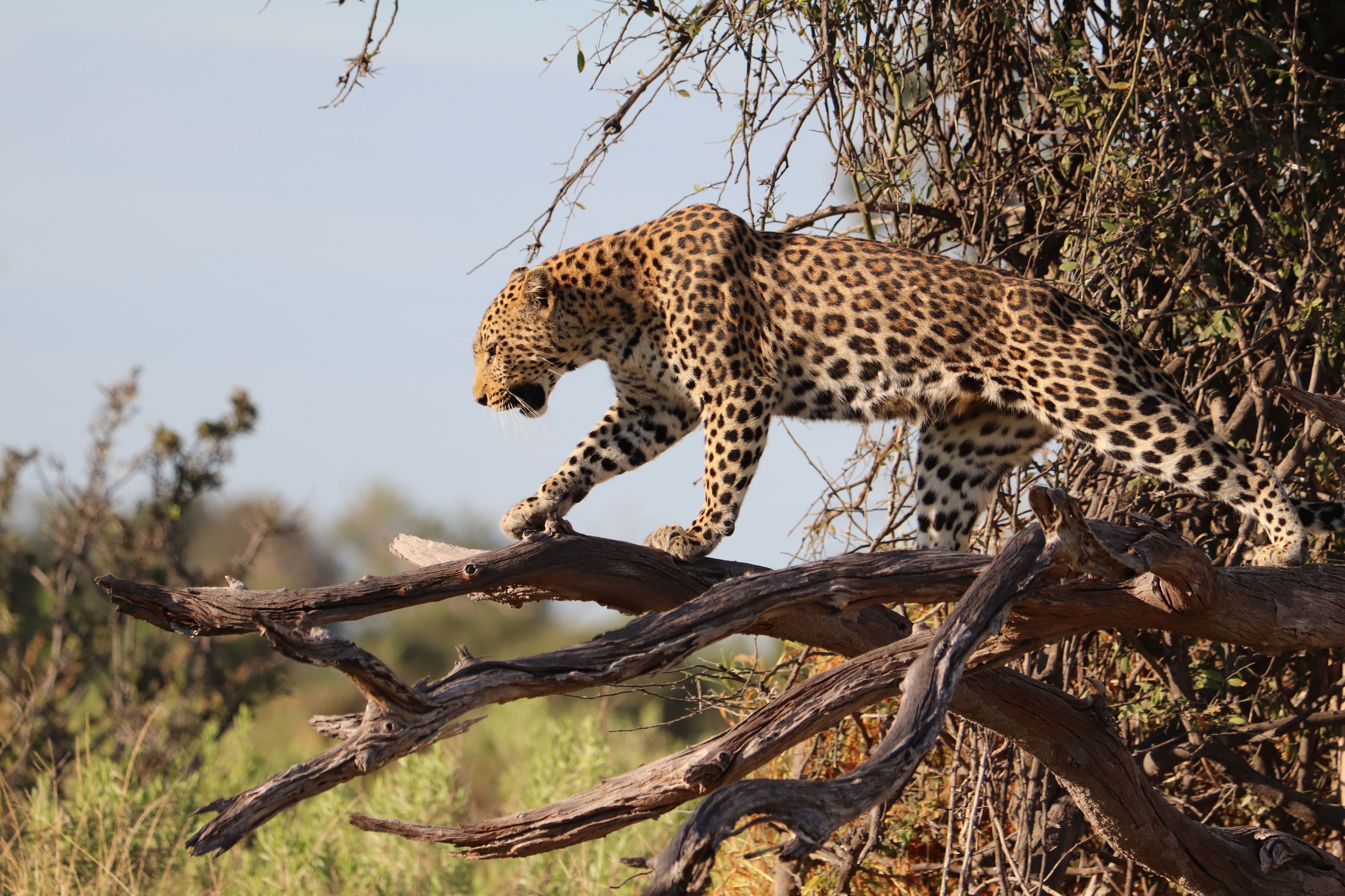 A majestic leopard gracefully walks on a tree branch in a natural African safari setting.