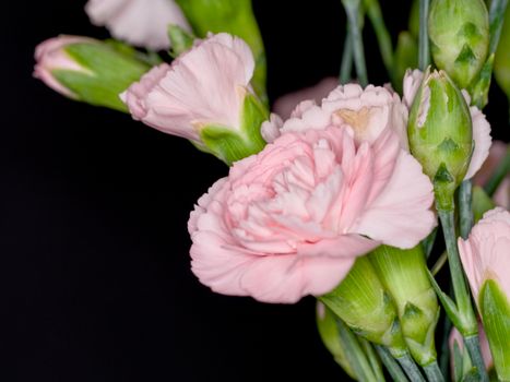 Close-up of delicate pink carnations with buds on a dark backdrop, highlighting floral elegance.