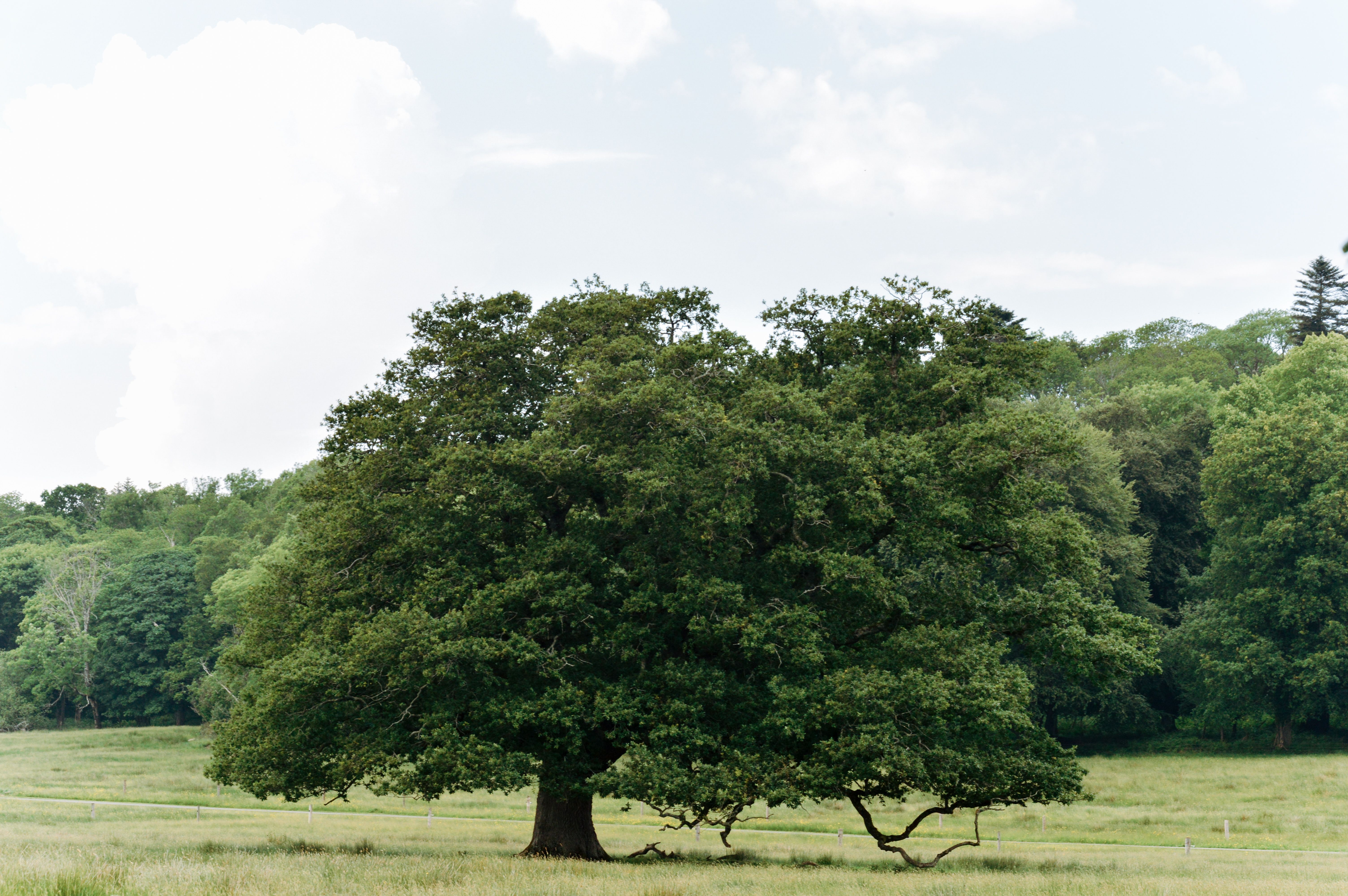 Majestic mature oak tree in a lush green landscape — how long do oak trees take to grow in Surrey BC
