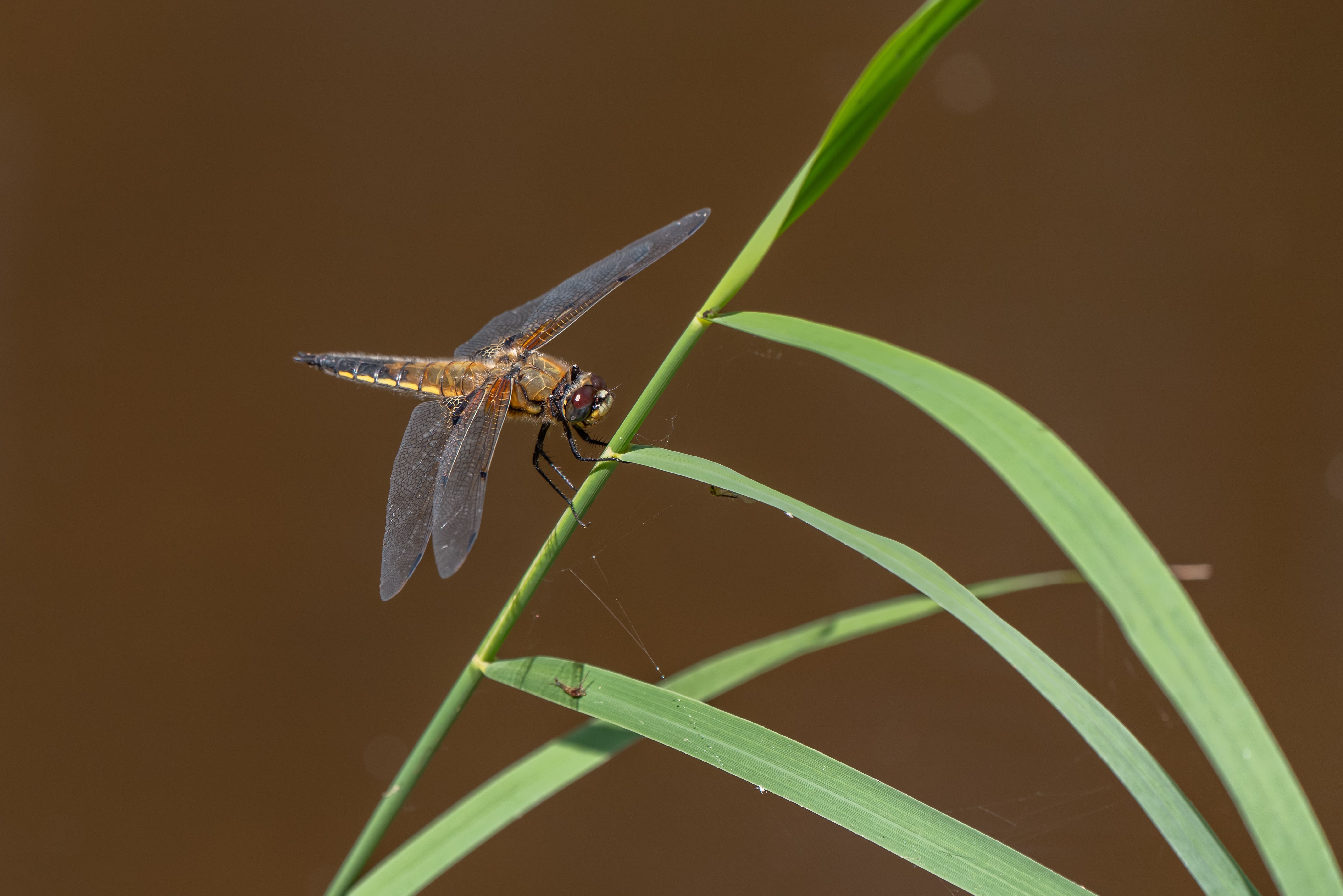Libellule jardin : 5 conseils attirer bassin