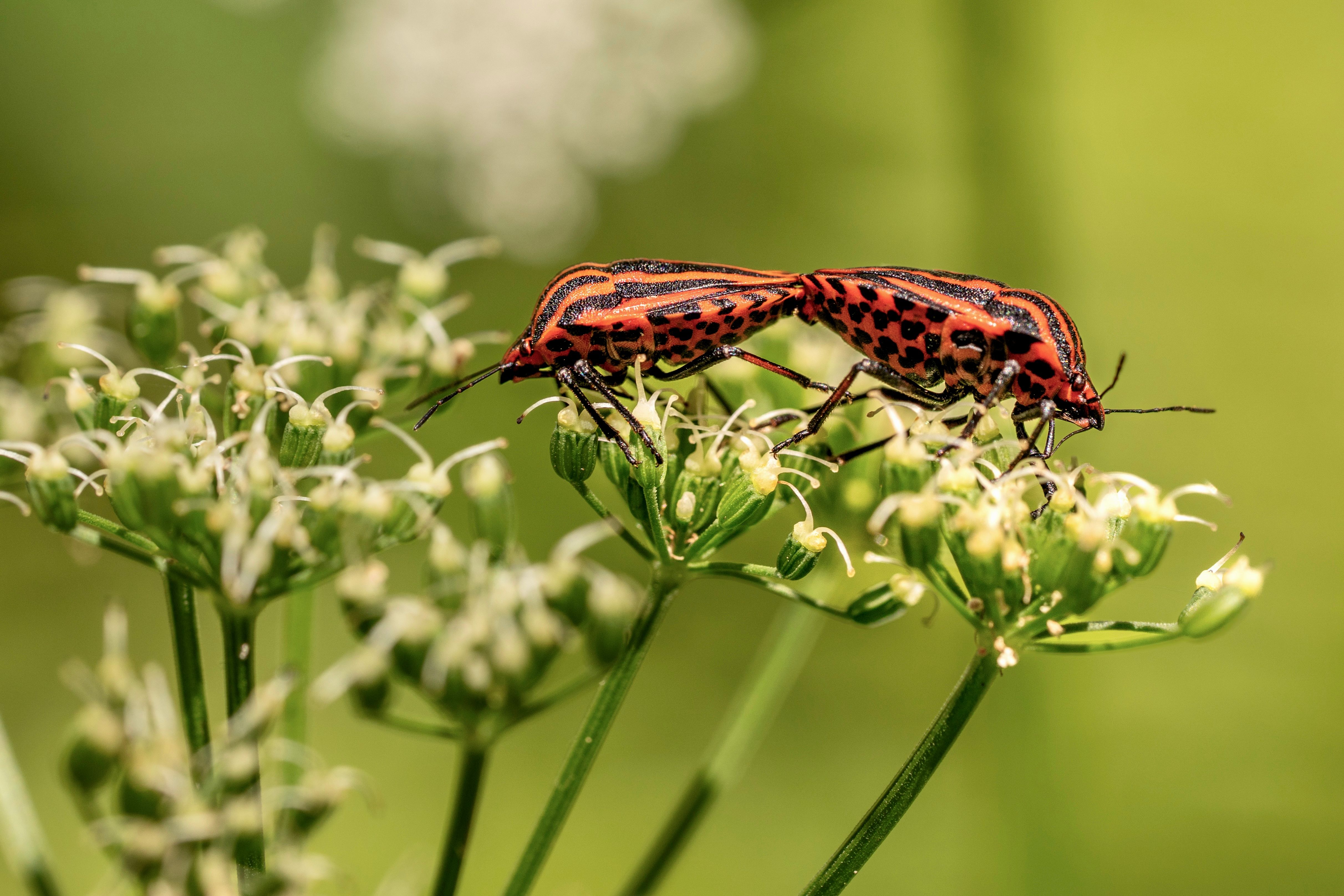 Macro shot of two mating cinnamon bugs on a flowering plant in a natural setting.