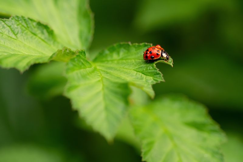Close-up of a ladybug perched on a vibrant green leaf
