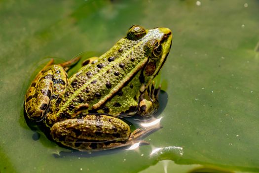 A detailed close-up of a green frog sitting in water, showcasing its textured skin and natural habitat.