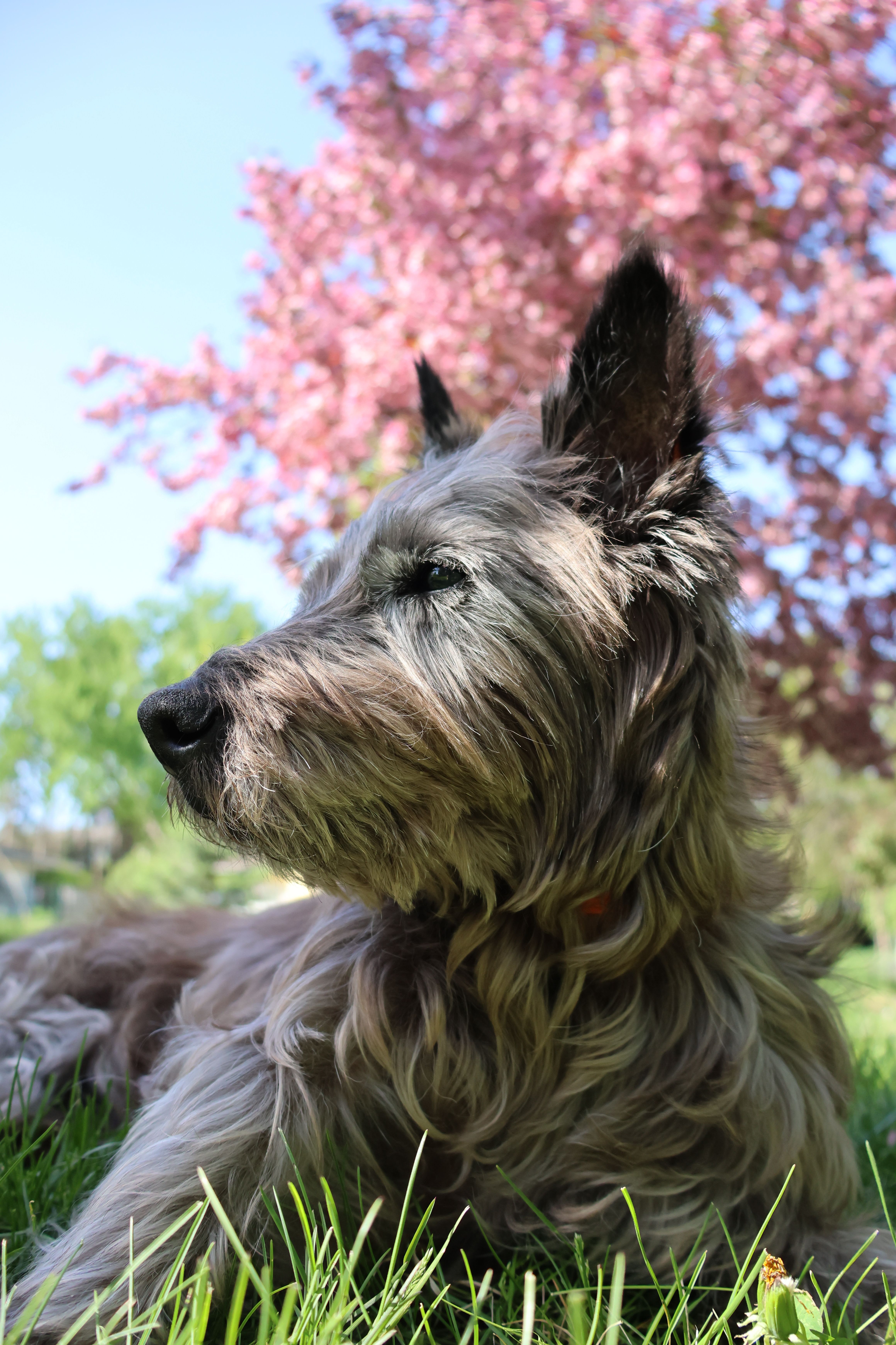 A Cairn Terrier peacefully resting in a garden with vibrant pink blossoms in spring.