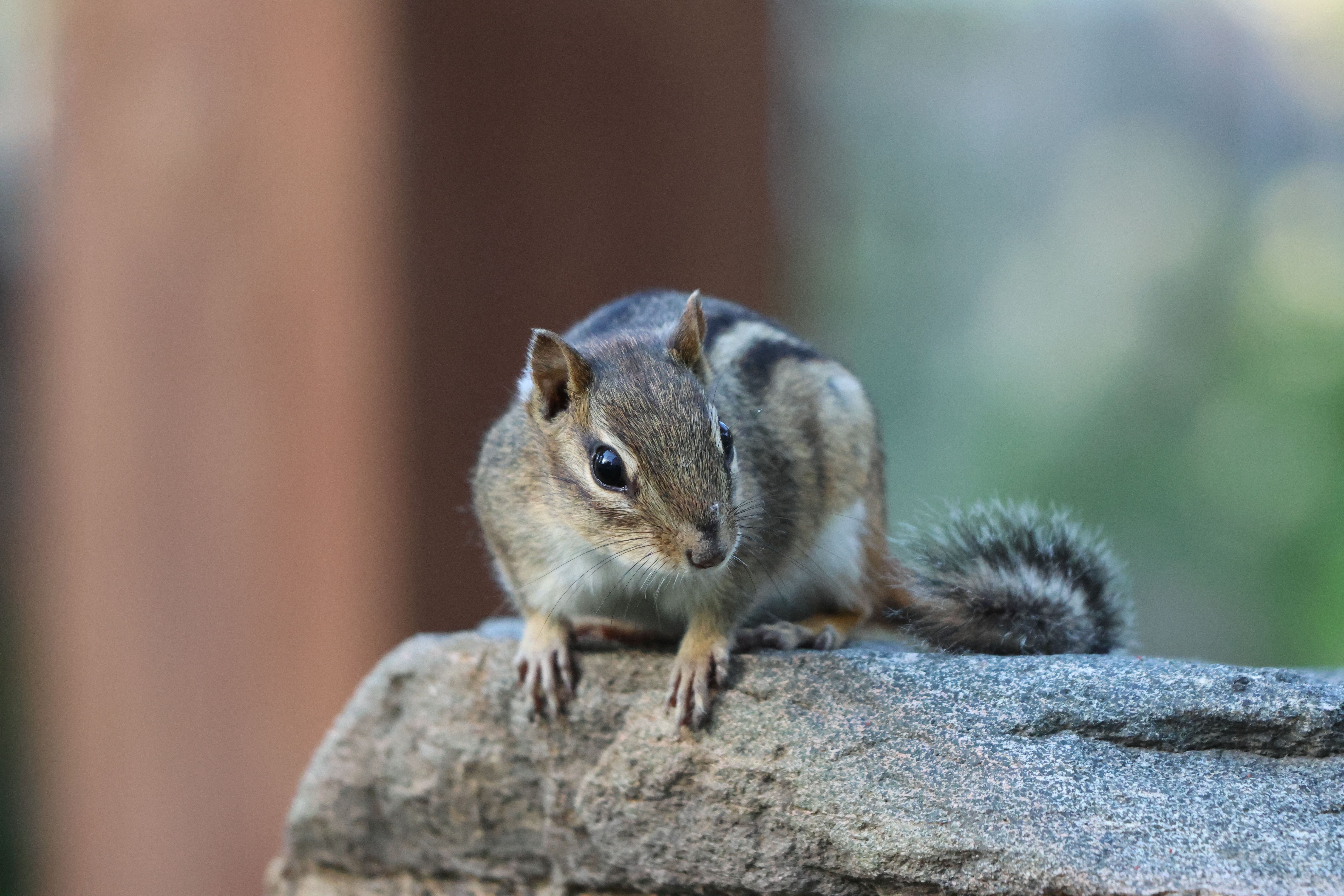 Eastern Chipmunk on Michigan Concrete Porch · Free Stock Photo