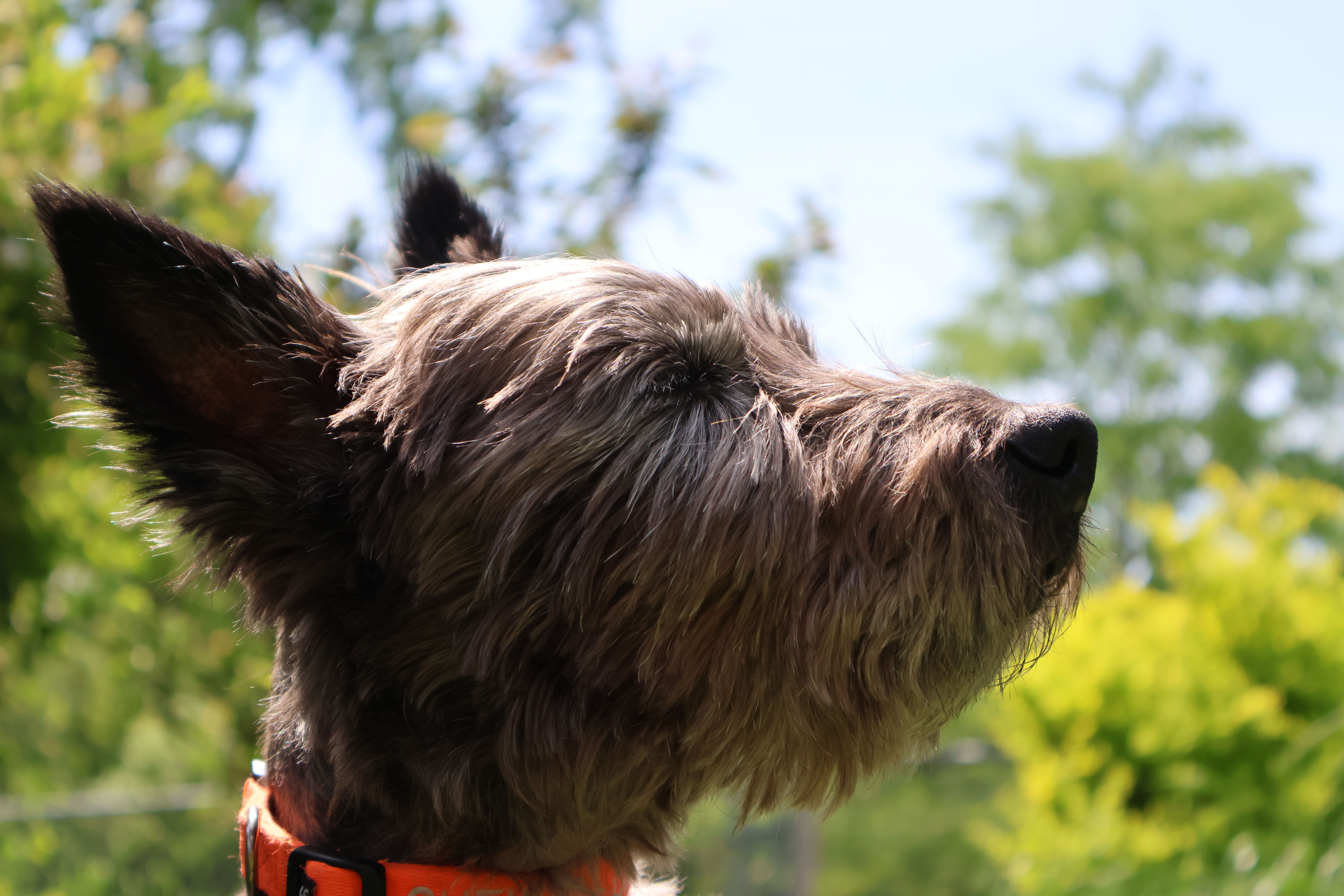 Cairn Terrier