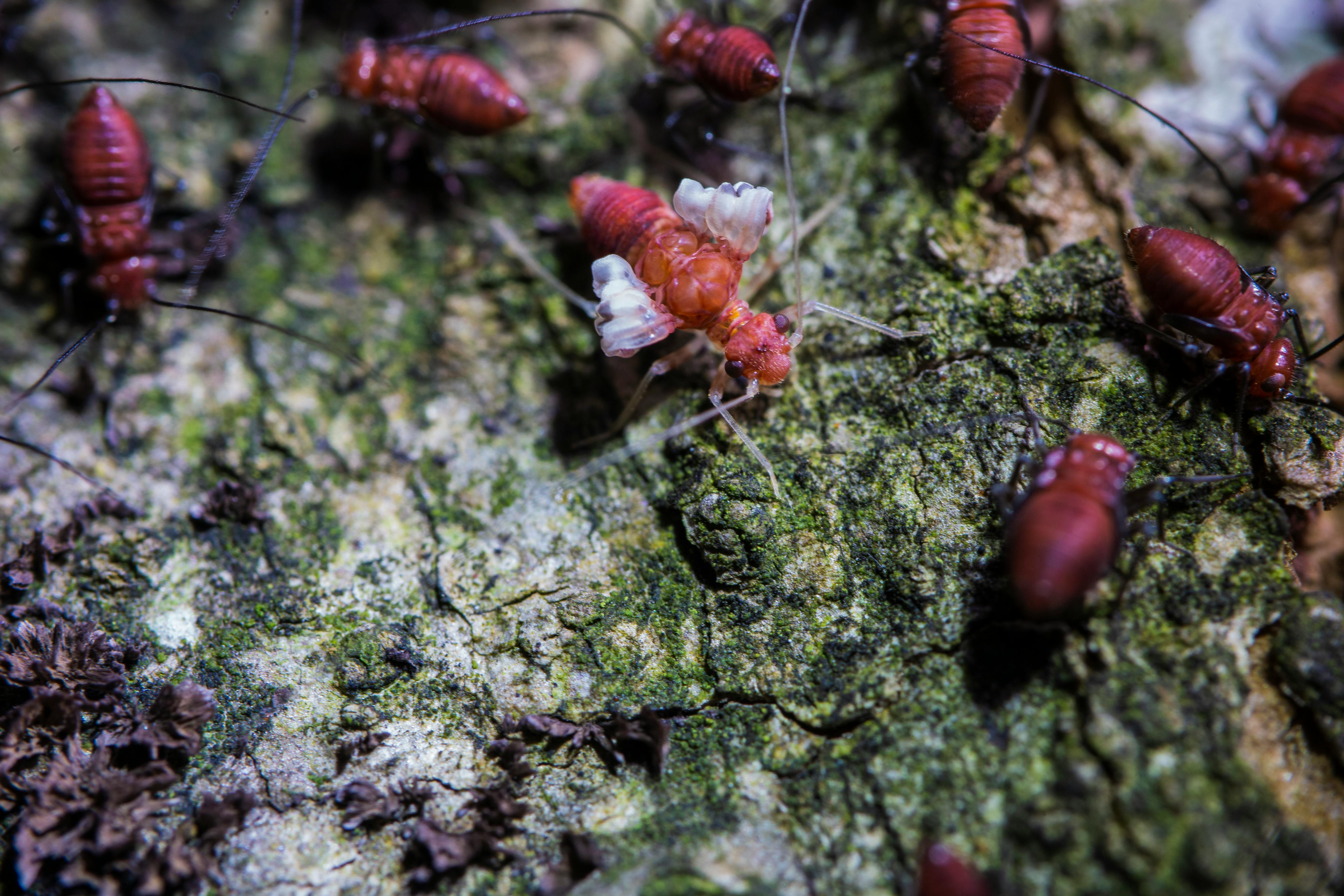 Macro shot of red insects crawling on moss-covered tree bark.