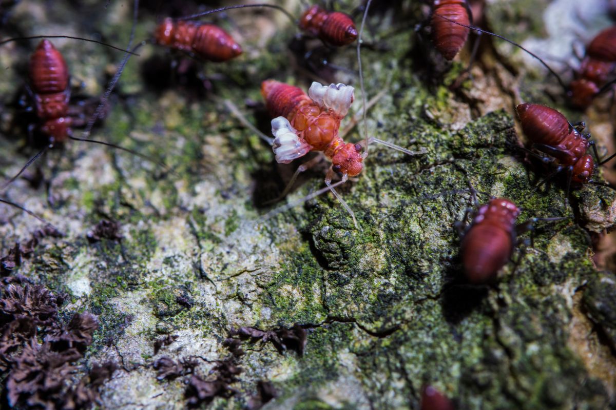 Termites en gros plan sur une surface boisée
