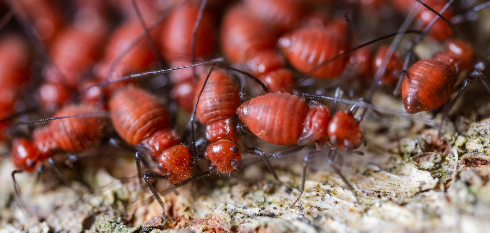 Termites crawling on bark