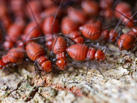 Termites crawling on bark