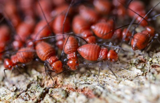Termites crawling on bark