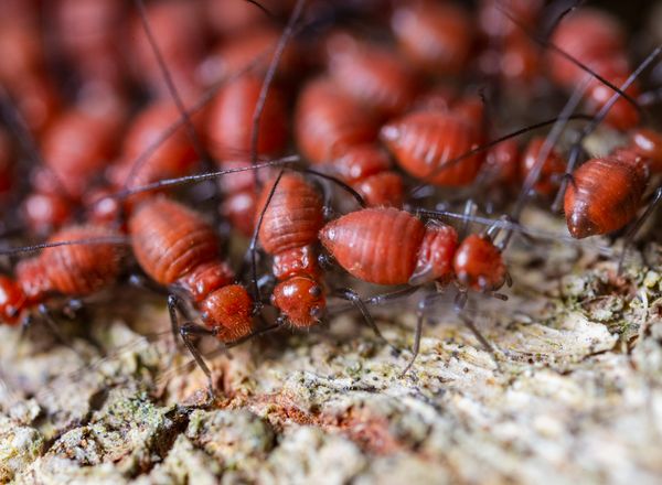 Termites crawling on bark