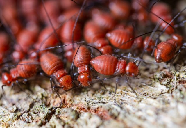 Termites crawling on bark