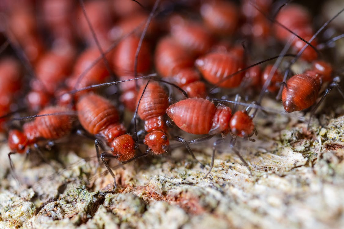 Free From above closeup of fearful brown termites with ribbed shells and long antennae exploring shabby surface in zoological garden Stock Photo