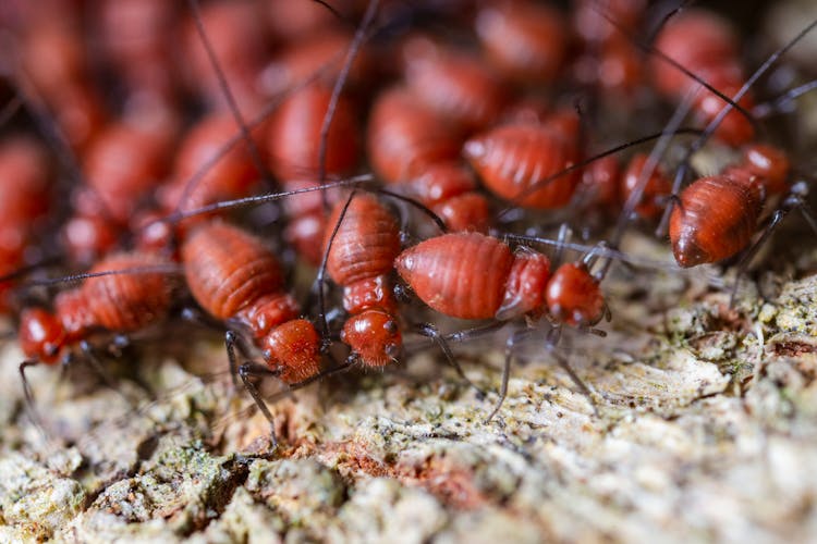 Dangerous Colony Of Termites Crawling On Dry Terrain In Daylight