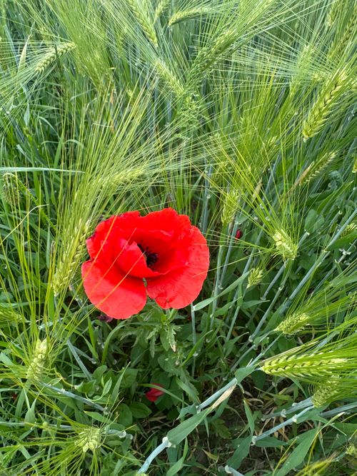Free Striking red poppy flower standing out in a lush green wheat field in Ansfelden, Austria. Stock Photo