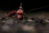 Ant crawling on uneven terrain in zoo