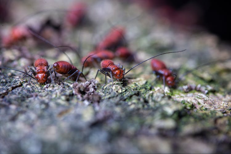 Colony Of Ants Exploring Mossy Terrain In Zoo