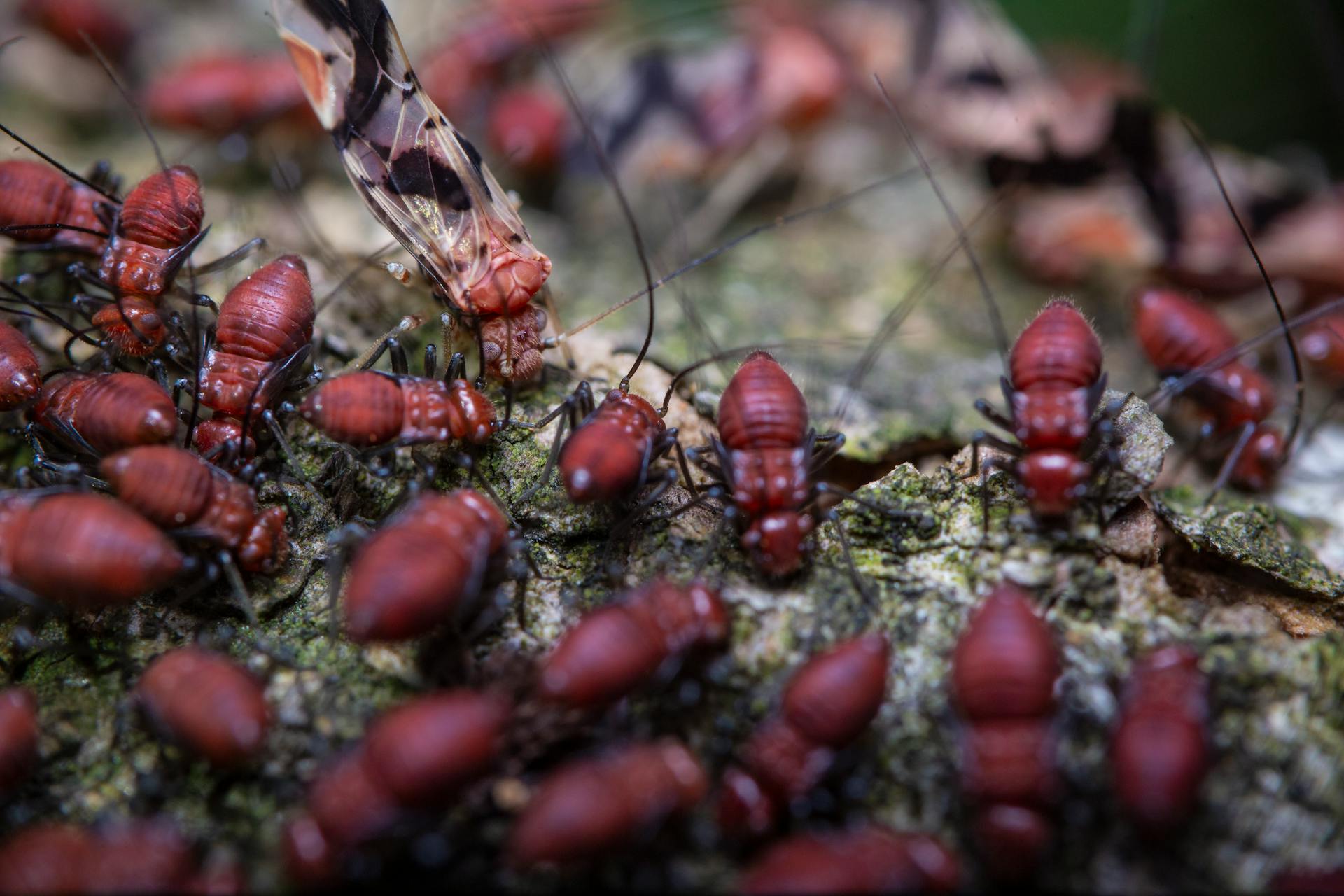 Termites eating died butterfly in zoological garden