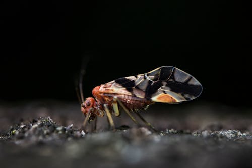 Brown and Black Insect on Gray Surface