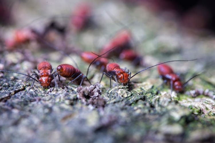 Colony Of Dangerous Ants Crawling On Mossy Terrain