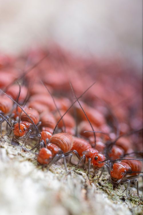 Free Top view closeup of many brown termites with black eyes and long antennae exploring uneven surface in daylight Stock Photo