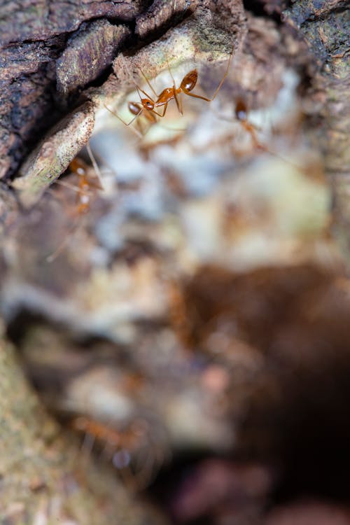 Brown and Black Ant on Brown Wood