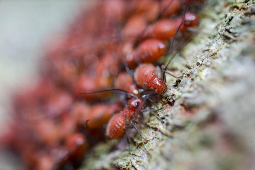 Hormigas Marrones Sobre Superficie Verde