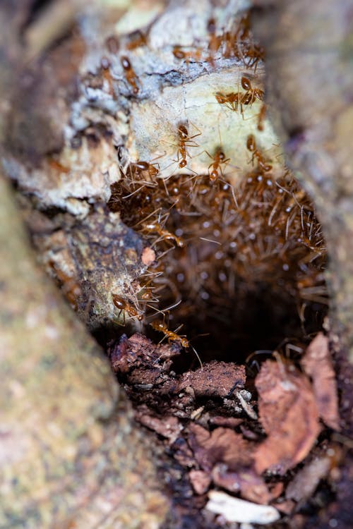  Ant colony