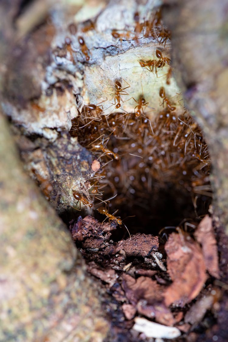 Colony Of Pharaoh Ants Creating Nest Between Tree Trunks