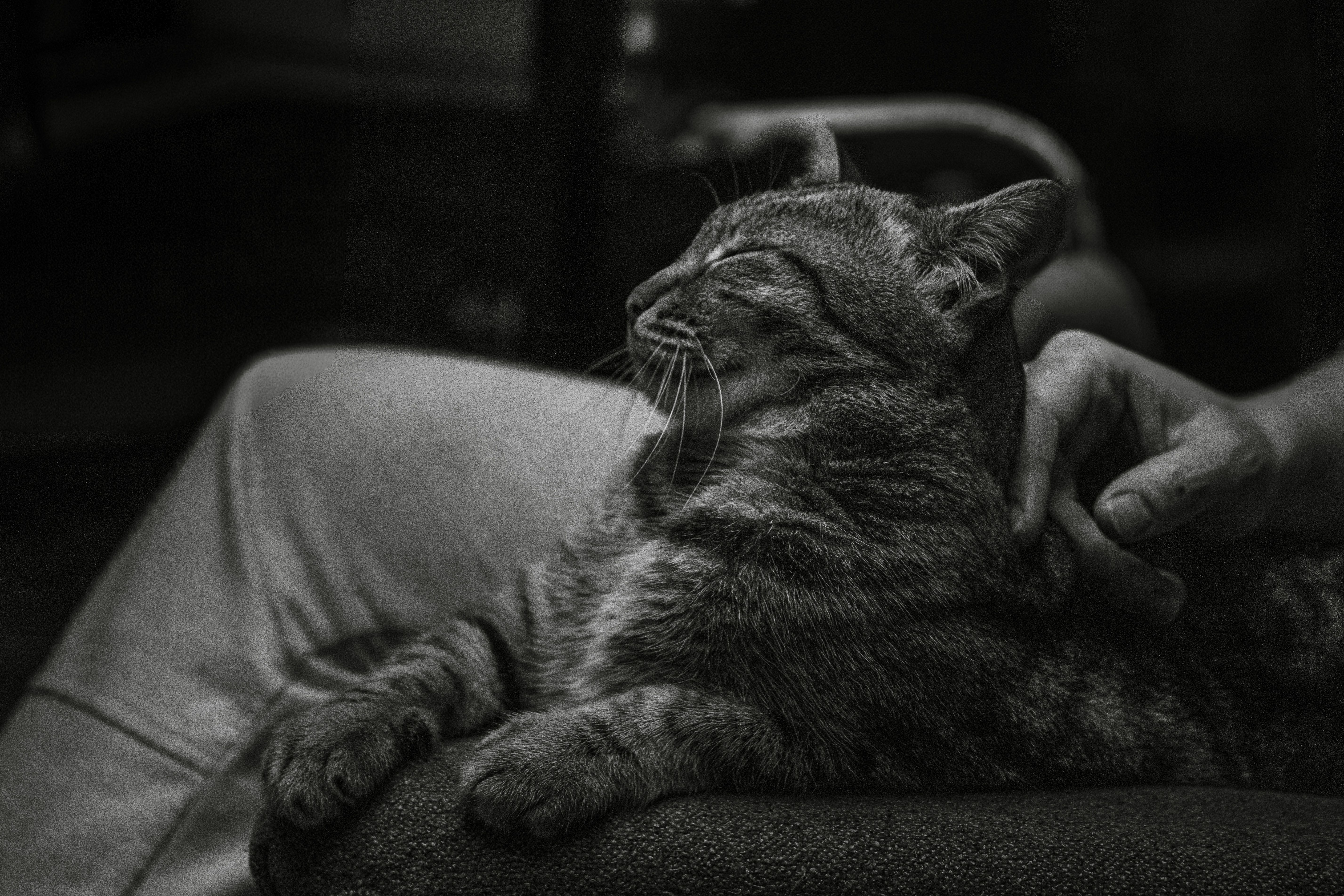 A content tabby cat enjoying a gentle pet while resting on a person's lap in grayscale tones.