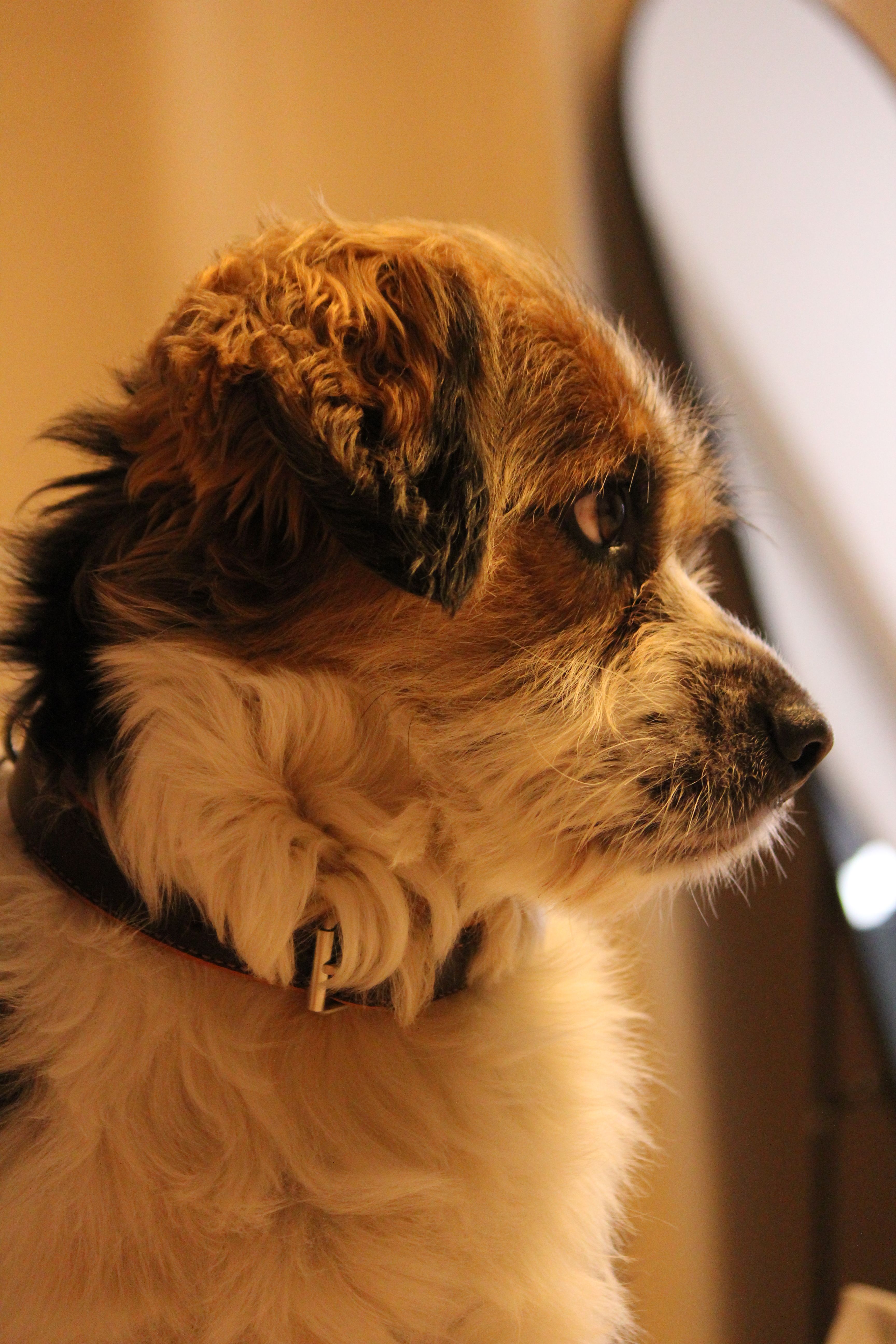 Close-up profile of a fluffy terrier dog in warm lighting indoors.