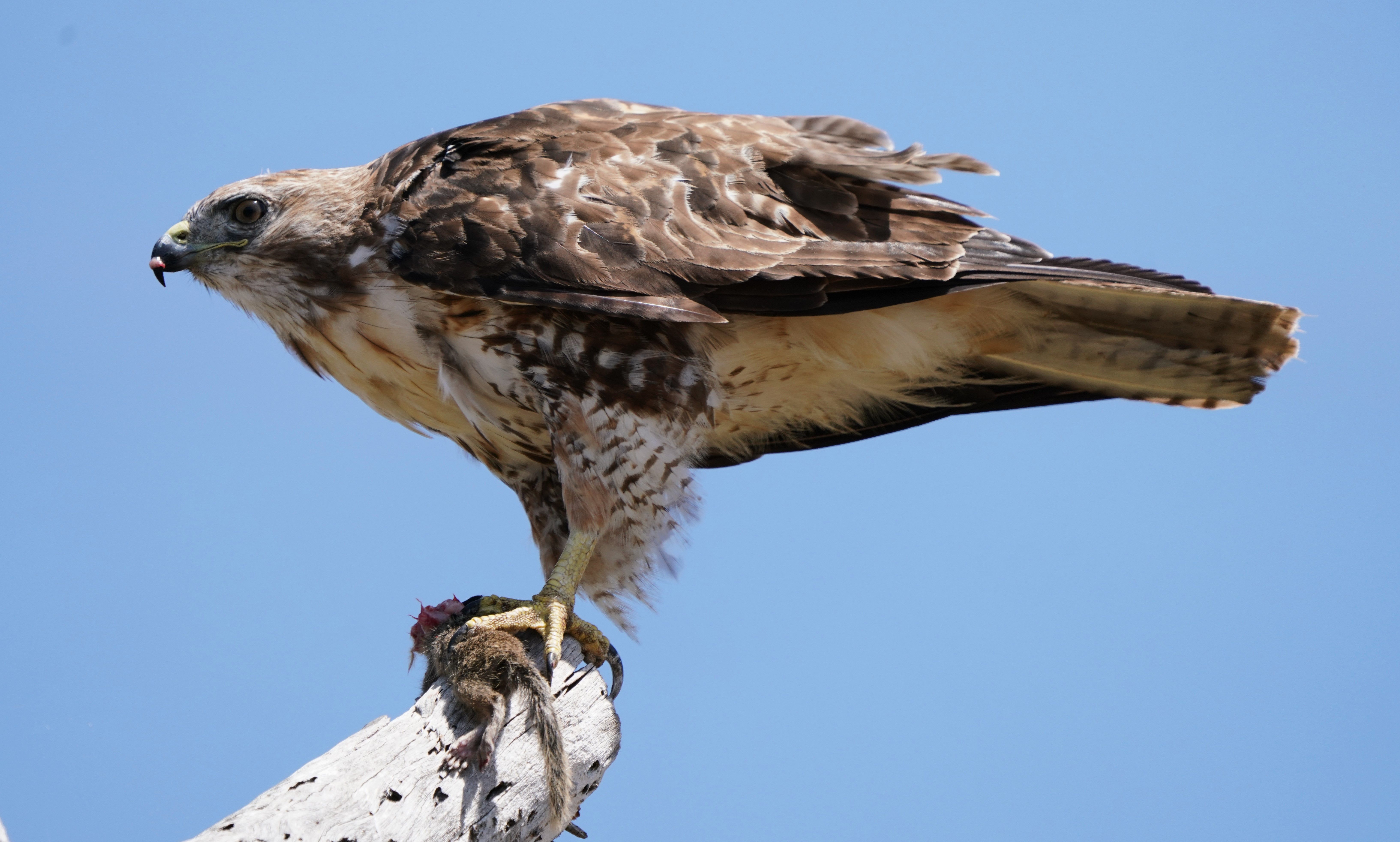 Red-tailed Hawk with Prey in California · Free Stock Photo