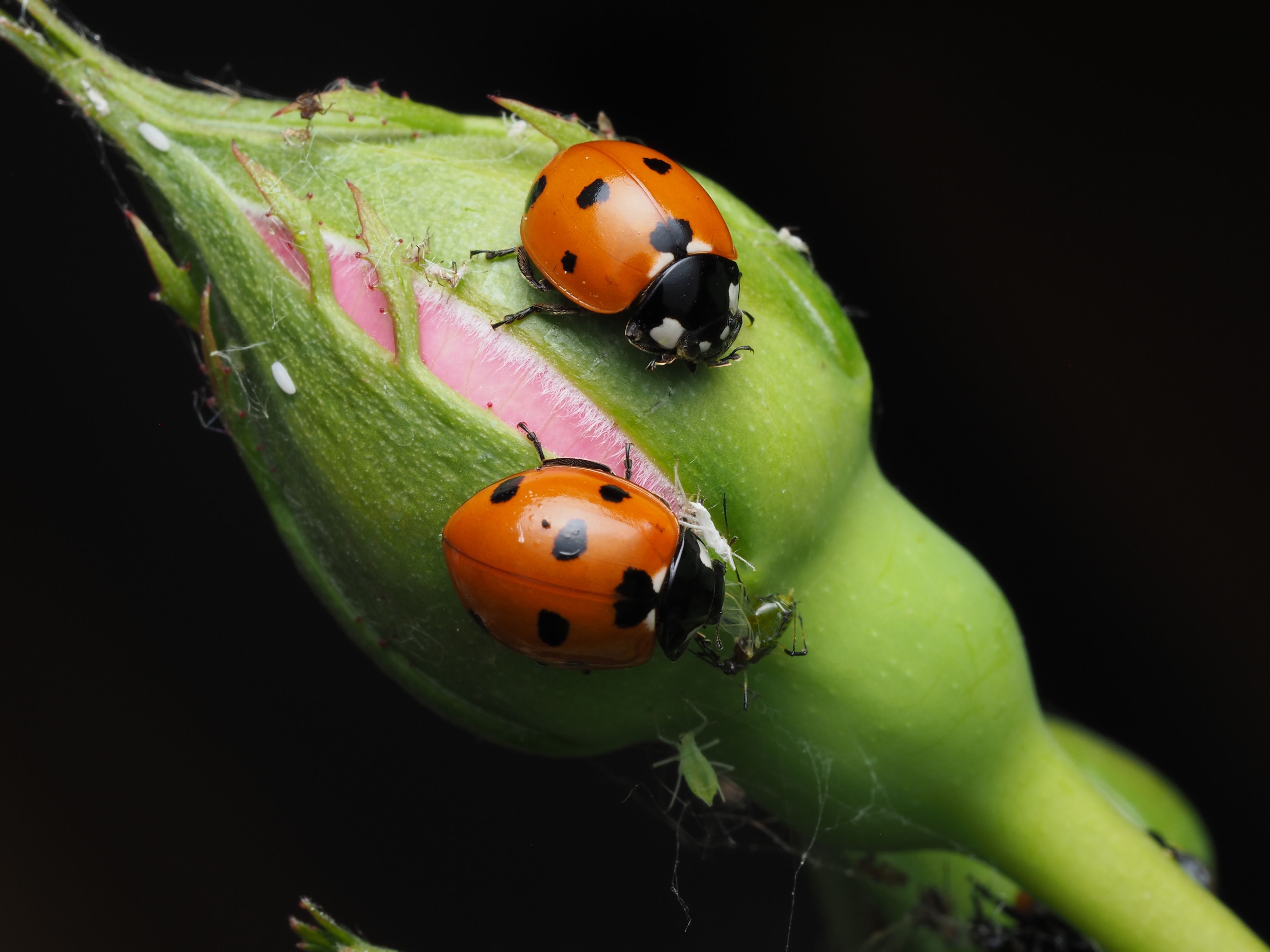 Mapeamento global da pesquisa sobre nectários extraflorais revela 130 anos de descobertas em defesa vegetal