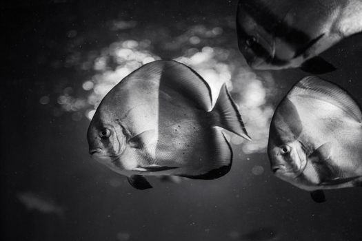 Monochrome image of fish swimming underwater, capturing the elegance of marine life.