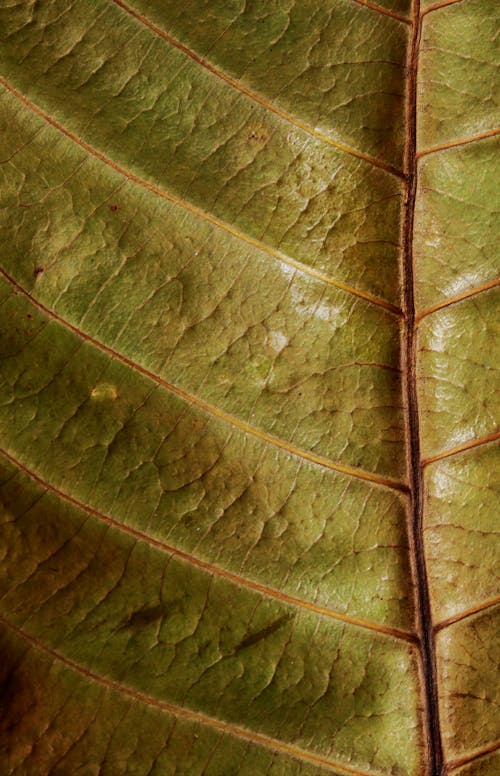 From above closeup of textured background of large green plant leaf with thin straight vertical and horizontal veins and ribbed surface in daylight