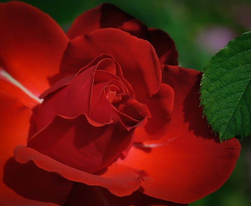 Red Rose Beside Green Leaf