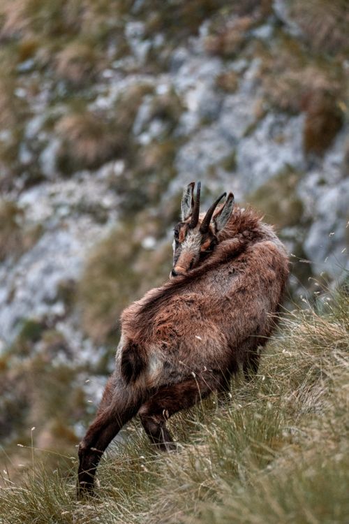Free A chamois gazes back while grazing on a rocky mountain slope, showcasing its natural habitat. Stock Photo