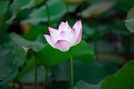 Close-up of a pink lotus flower in Hanoi, Vietnam, showcasing its natural beauty and vibrant colors.