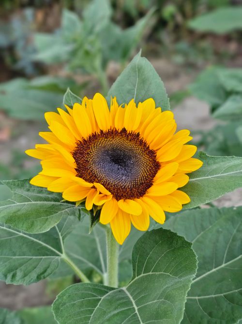Free Bright sunflower with vivid yellow petals and green leaves captured outdoors. Stock Photo