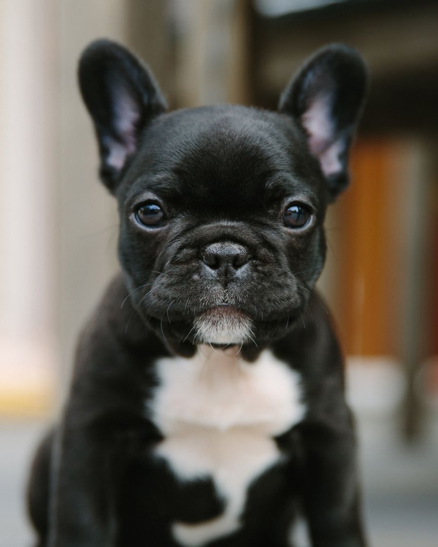 Teddy — Blue Fawn French Bulldog