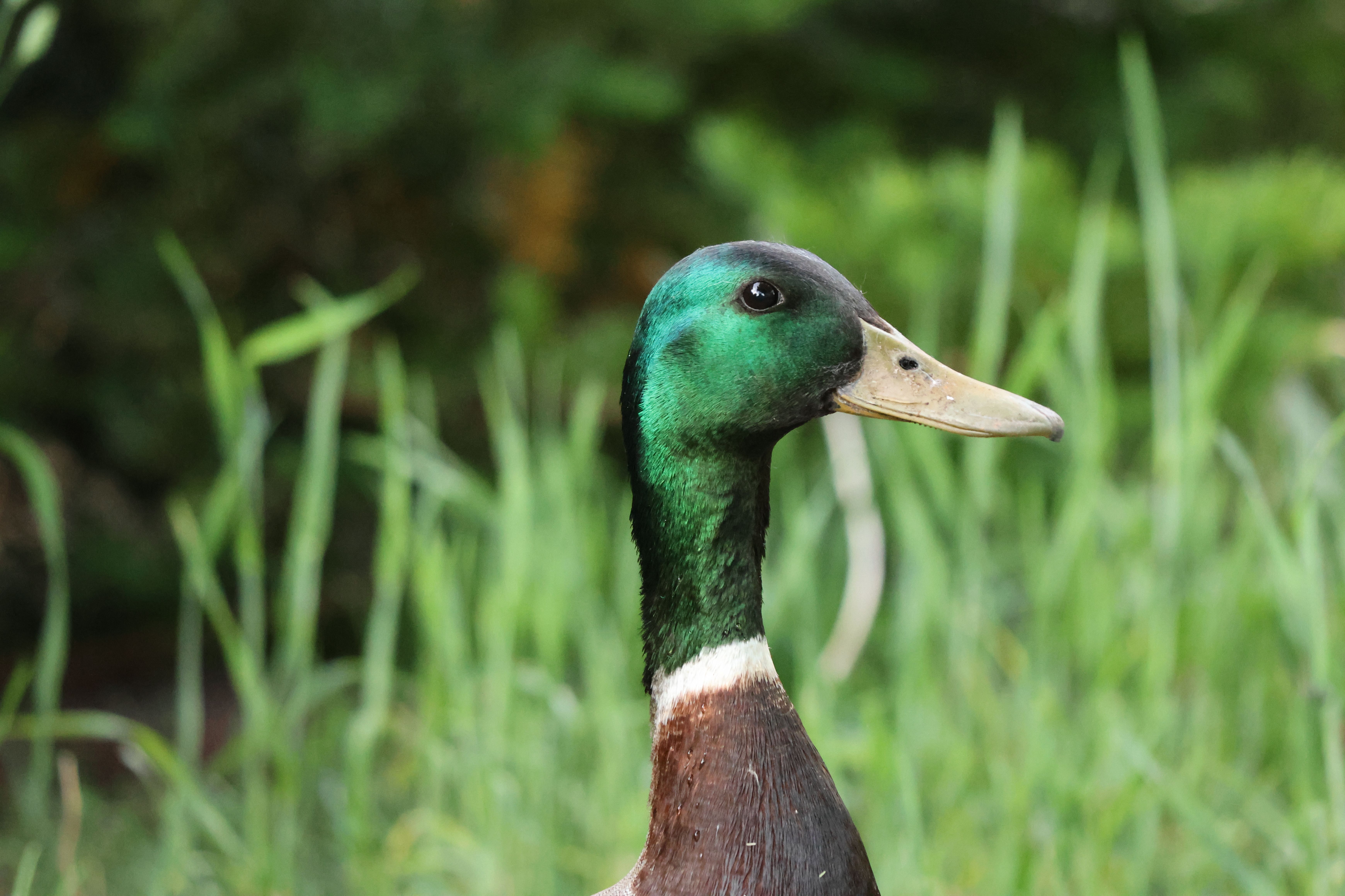 What does a male Cayuga duck look like? - The Institute for ...